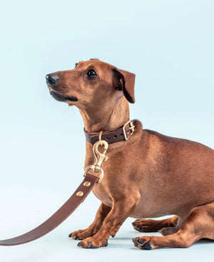 
                  
                    Load image into Gallery viewer, SAMPLE SALE - K9 Dog Collars
                  
                